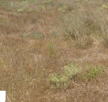 Grundstück Land Kaufen, , Saronida (Attika - Restliche Gemeinden),