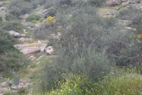 Foto - Grundstück in zum Kaufen