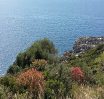 Grundstück Land Kaufen, , Lefktros (Messinia),