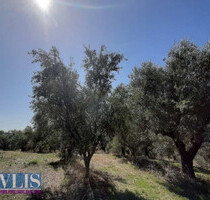 Grundstück Land Kaufen, , Pylos (Messinia),