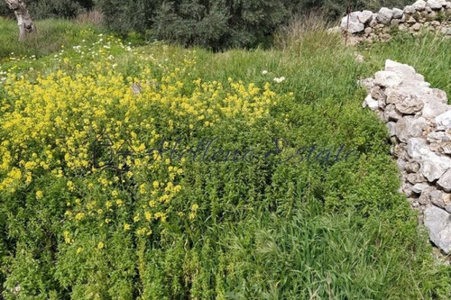 Foto - Grundstück Land Kaufen, , Sfakia (Chania Präfektur), 139.000 &euro;