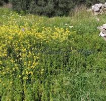 Grundstück Land Kaufen, , Sfakia (Chania Präfektur), 139.000 &euro;