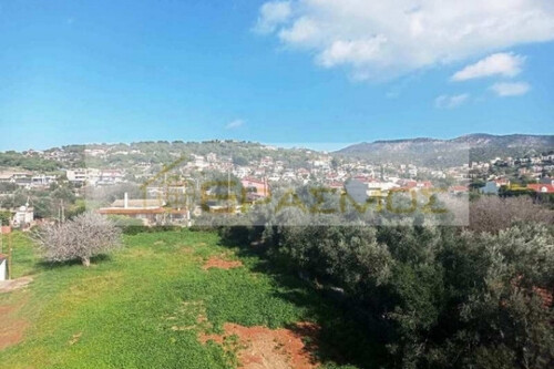 Foto - Grundstück Land Kaufen, , Markopoulo (Attika - Restliche Gemeinden),