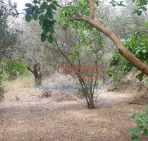 Grundstück Land Kaufen, , El. Venizelos (Chania Präfektur),