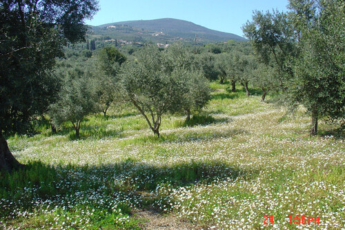 Foto - Grundstück in zum Kaufen