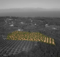 Grundstück Land Kaufen, , Messini (Messinia),