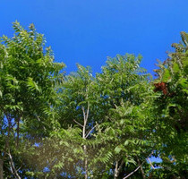 Grundstück Land Kaufen, , Agios Ioannis Rentis (Piräus Vororte),