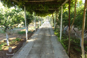 Foto - 