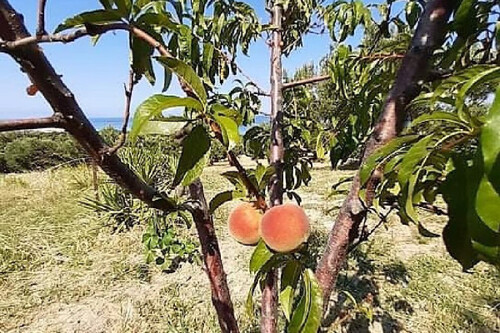 Foto - 6 Zimmer Einfamilienhaus zum Kaufen in 