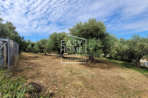 Foto - Grundstück Land Kaufen, , Thouria (Messinia),