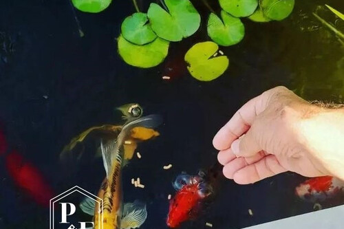 Foto - 6 Zimmer Einfamilienhaus in 