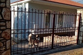 Foto - 
