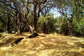 Foto - 