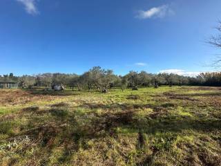 Foto - Grundstück in Rosignano Marittimo