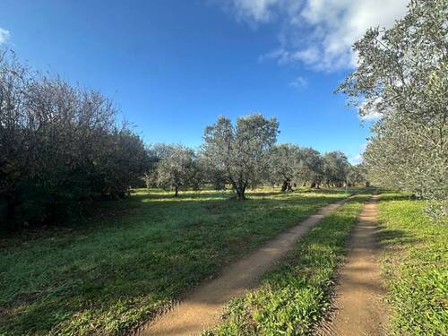 Foto - Grundstück in Rosignano Marittimo, Toscana, 3.800 m²