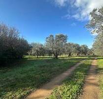 Grundstück in Rosignano Marittimo, Toscana, 3.800 m²