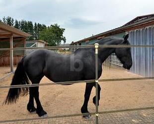 PFERDERANCH, REITANLAGE, TRAUMHAUS, TOP ZUSTAND - Meckenbach