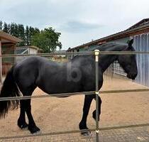 PFERDERANCH, REITANLAGE, TRAUMHAUS, TOP ZUSTAND - Meckenbach