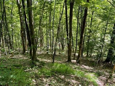 Foto - Grundstück in Bad Grund (Harz)