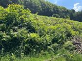 Foto - Grundstück in Ottenhöfen im Schwarzwald zum Kaufen