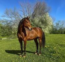 IHRE PFERDE WERDEN DIESE WIESE LIEBEN - Berg