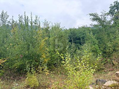 Foto - Grundstück in Müllheim