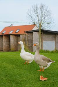 Foto - Grundstück zum Kaufen in Steindorf
