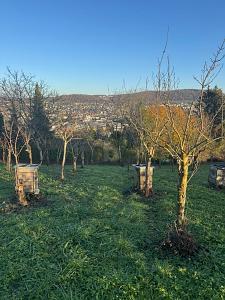 Foto - VIELE NUTZUNGSMÖGLICHKEITEN AM TÜLLINGER BERG
