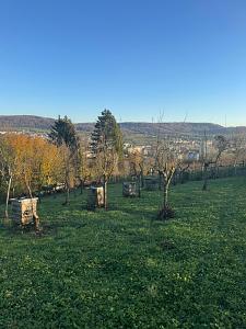 Foto - Grundstück in Lörrach