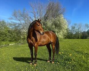 IHRE PFERDE WERDEN DIESE WIESE LIEBEN - Berg