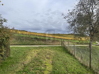 Foto - Grundstück zum Kaufen in Müllheim