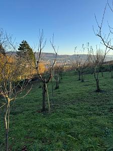 Foto - Grundstück zum Kaufen in Lörrach