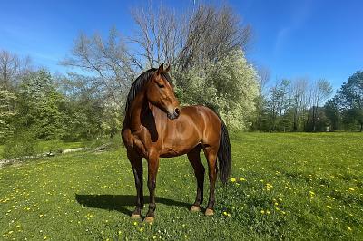 Foto - IHRE PFERDE WERDEN DIESE WIESE LIEBEN