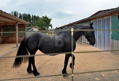 Foto - PFERDERANCH, REITANLAGE, TRAUMHAUS, TOP ZUSTAND