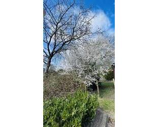 DIE LETZTEN BEIDEN HIER IM NEUBAUGEBIET - Kellinghusen