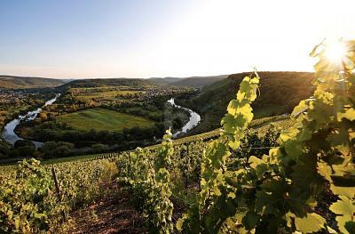 Foto - EXKLUSIVE UND SONNIGE LAGE MIT WEINBERG-AUSSICHT