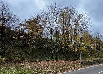 Foto - 531QM EXKLUSIVES MOSELGOLDSTÜCK IN BESTLAGE