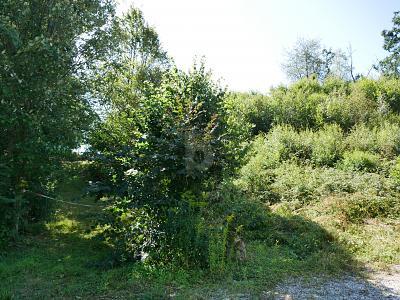 Foto - Grundstück in Regenstauf zum Kaufen