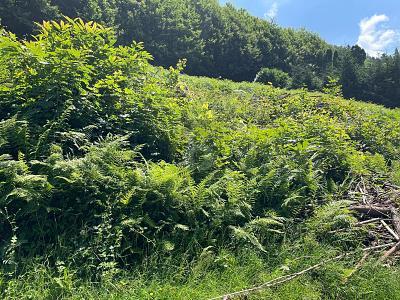Foto - Grundstück in Ottenhöfen im Schwarzwald zum Kaufen