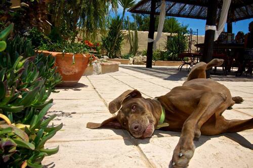Foto - Einfamilienhaus in Benissa zum Kaufen