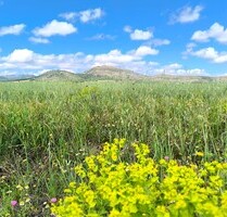 Grundstück in Yecla, Murcia - 55.000,00&nbsp;EUR Kaufpreis, ca.&nbsp; 0,00&nbsp;m&sup2; in Yecla (PLZ: )