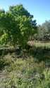 Foto - 5 Zimmer Einfamilienhaus in Ragusa
