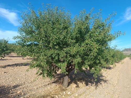 Foto - Grundstück zum Kaufen in Yecla