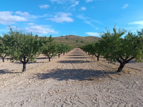 Foto - Grundstück in Yecla