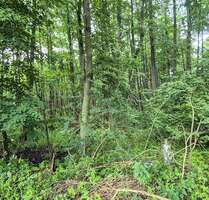 Tiny House Traum Naturgrundstück mit Biotopanteil - Bestensee