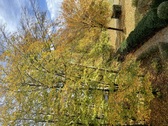 IMG_2935 - 