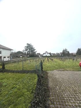 Blick in den Weinberg - 