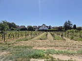 Blick in den Weinberg - 