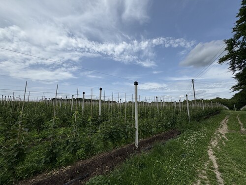 Obstfeld - 