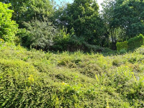 Foto 25_Mitten im Grünen - 